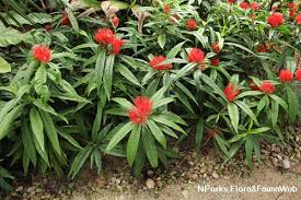 Image result for Ixora sp. A