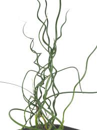 Image result for Cyperus spiralis