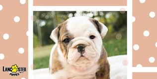 Chicago english bulldog rescue, inc., chicago, illinois. Puppies For Sale Lancaster Puppies