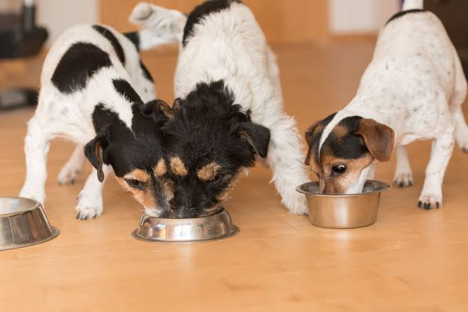 Food Aggression in Dogs: Causes, Signs, Prevention, and Management - Whole  Dog Journal