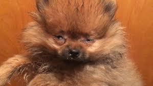 We are not the average pet store with puppies in kennels or cages, they are in our state of the art, custom made white puppy. No More Doggies In The Window N Y May Ban Retail Pet Sales The New York Times