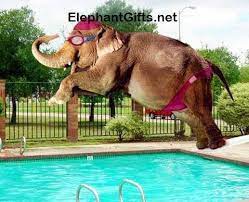 Visit Elephantgifts Net For More Funny Elephant Photos And Videos Elephant Pictures Funny Elephant Funny Animal Pictures
