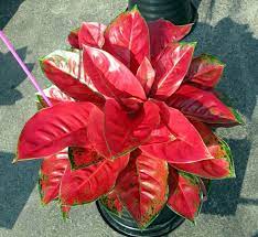 Aglonema Ornamental Plants Red Plants Chinese Evergreen Plant