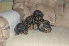 Image result for jezevčík drsnosrstý