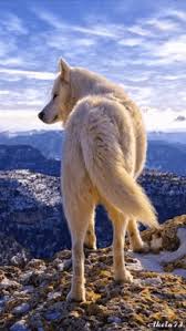 Howl at the rising moon with these anime. Anime White Wolf Gifs Tenor