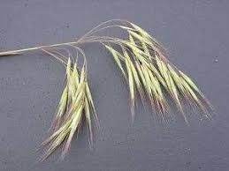 Check spelling or type a new query. Downy Brome Weed Management Farms Com