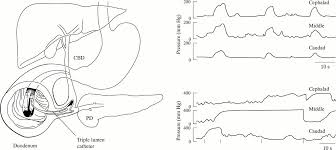 The sphincter of oddi (so) is a muscular valve found at the end of the bile and pancreatic ducts where they connect to the duodenum of the small intestine. Sphincter Of Oddi Dysfunction And Acute Pancreatitis Gut