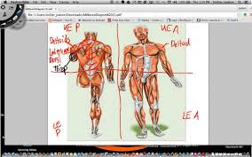 Anatomical Region And Muscle Diagram Worksheet Screencast Muscle Diagram Kids Worksheets Printables Worksheets