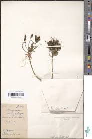 Image result for Maerua duchesnei