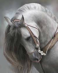 Pin On Beautiful Horse