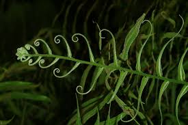 Image result for Pteris linearis