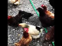 Bricole Reincke S Backyard Chickens Farm In Southwest Ranches Youtube In 2020 Backyard Chicken Farming Chickens Backyard Chicken Farm