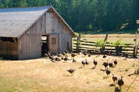 Friendly Turkeys at Ruckle Farm in Ruckle Park, Saltspring… | Flickr