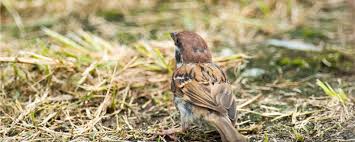 Shutterstock editor 移动应用程序 插件 图片缩放器 文件转换器 贴画制作器 配色方案. éº»é›€ä¼šæ''æ­»å— æ‡‚é¸Ÿå¸