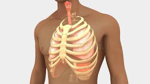 Adequate pain control is important so that you can continue to breathe deeply and avoid lung. Lungs And Rib Cage Stock Illustration Illustration Of Thoracic 101914076