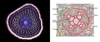 Maybe you would like to learn more about one of these? The Microscopic Beauty Of Plants And Trees By Robert Berdan The Canadian Nature Photographer