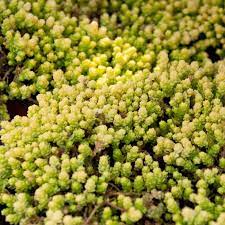 Sedum luteoviride is an evergreen, succulent subshrub with thick, short leaves at right angles to the. Mauerpfeffer Yellow Queen Sedum Acre