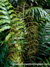 Image result for Stenochlaena