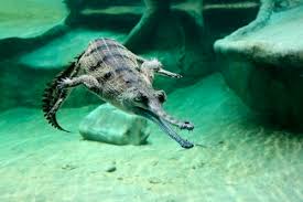 Resultado de imagen de fotos de animales en peligro de extinción