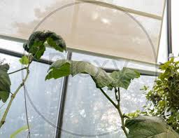 Image result for Blechnum attenuatum