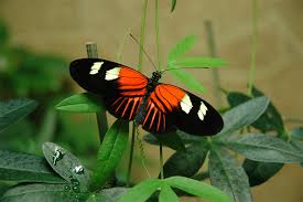 Check spelling or type a new query. Butterflies Passion Flower Passiflora Pests And Pollinators Heliconius