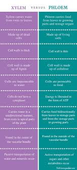 Difference Between Xylem And Phloem Comparison Summary Biology Lessons Biology Notes Study Biology