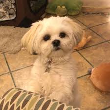 We did not find results for: 15 Popular Maltese Mixes Adorable Hybrids Dog Breeds