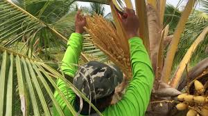 Kelapa ialah dari keluarga arecaceae atau keluarga palmae merupakan tumbuhan pelbagai guna dari bahagian batang, daun, dan buahnya iaitu sabut. Spm 2017 Bingkisan Pendebungaan Kelapa Matag 14 Feb 2017 By Berita Rtm