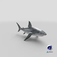 Wielki biały rekin model 3D $79 - .c4d .ma .3ds .obj .max .fbx  .unitypackage .upk .gltf .usdz - Free3D