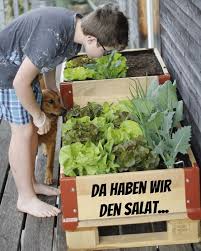 Da Haben Wir Den Salat Anfangs Marz Fur Den Neuen Blogbeitrag Fur Migros Do It Garden Gepflanzt Jetzt Dann Schon Bald E Instagram Widget Lettuce Instagram