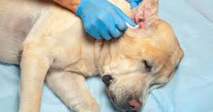 Ear Mites In Dogs Causes Signs Treatment Options Mites cause intense itching and puppies typically constantly shake their heads, scratch their ears, rub their heads against the floor or.