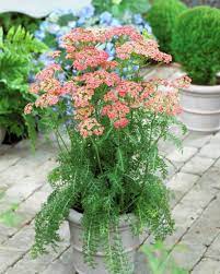 Achillea apricot delight, apricot delight yarrow, common yarrow, milfoil, carpenter's weed. Yarrow Apricot Delight Achillea Apricot Delight American Meadows Yarrow Flower Achillea