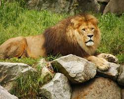 Mendon Ma Southwick S Zoo Features Include The Deer Forest A 35 Acre Walk Through Exhibit That Lets Visitors Get Close To African Lion Lions Zoo Animals