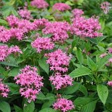 We did not find results for: Menanam Tanaman Penta Cara Merawat Pentas Flora