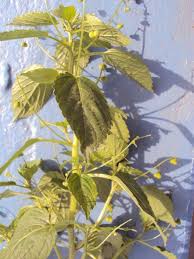 Image result for Micrococca