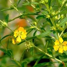 Image result for Heimia salicifolia