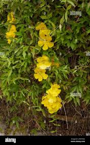 Image result for Dolichandra