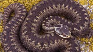 In denmark, norway and sweden, the snake is known as hugorm, hoggorm and huggorm, roughly translated as 'striking snake'. Huggorm Nordens Ark