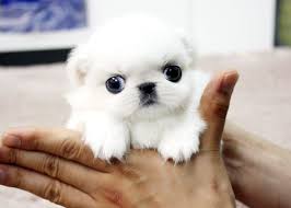 Black And White Pekingese Puppies For Sale Baby Lin Lin Sold But We Can Locate Puppy For You If Interested Pekingese Puppies Teacup Puppies Cheap Puppies