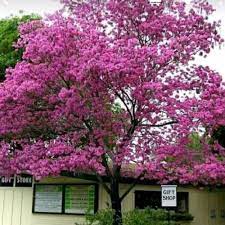 Check spelling or type a new query. Jual Tanaman Hias Tabebuya Bunga Pink Tinggi 1 Meter Bunga Sakura Indones Kab Bogor Bibit Tanaman Store Tokopedia