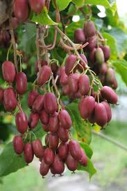 Image result for Actinidia