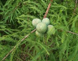 Image result for Taxodium