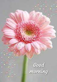 Pin By Sksivam On Good Morning Good Morning Tuesday Good Morning Flowers Good Morning Roses