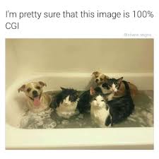 Funny Random Meme Dump Imgur Cute Animals Funny Cats Funny Animals