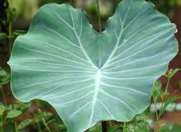 presentation de 10 plantes exotiques rustiques pour votre jardin plante exotique jardin paysager tropical jardins