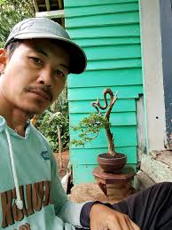 California juniper ' the White Dragon ' Resetting some structure and  refining Hank Fawcett bonsai collection ItalianBonsaiDream