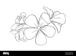 Leis Black and White Stock Photos & Images