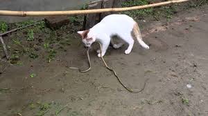 Typically, the spiders won't cause them any harm; Will A Cat Keep Snakes Away Purrfect Love