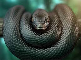 Dunya Nin En Zehirli 10 Hayvani Siyah Mamba Hayvan Egzotik