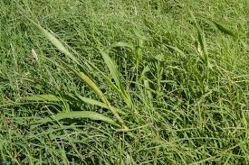 Image result for Setaria verticillata